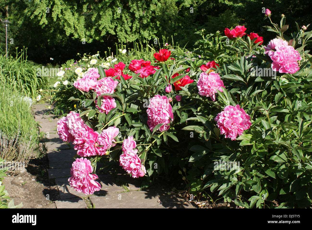 Peony Stock Photo