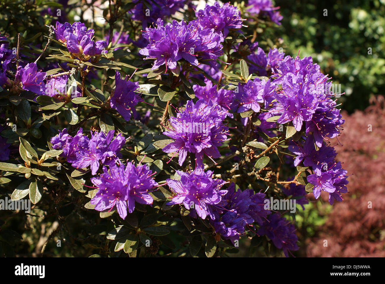 rhododendron luteum soir de paris Soir de Paris main image 1