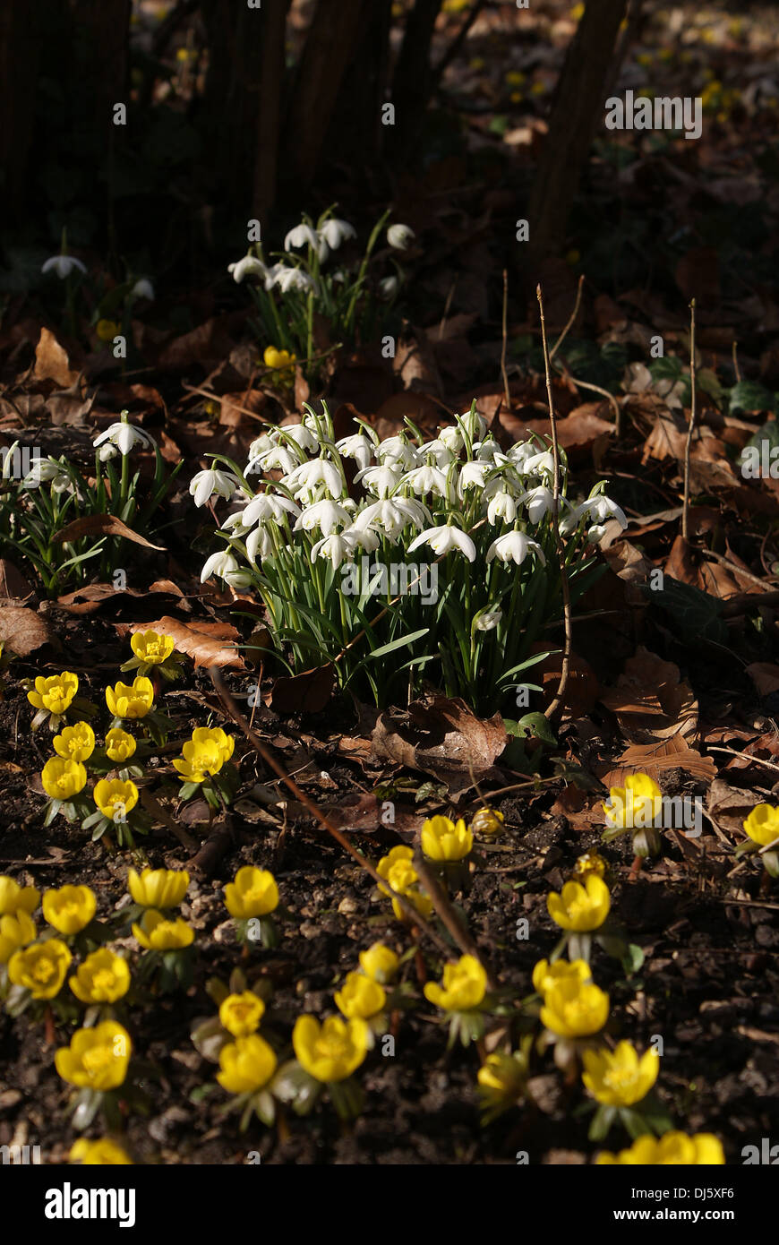 Snowdrops Stock Photo