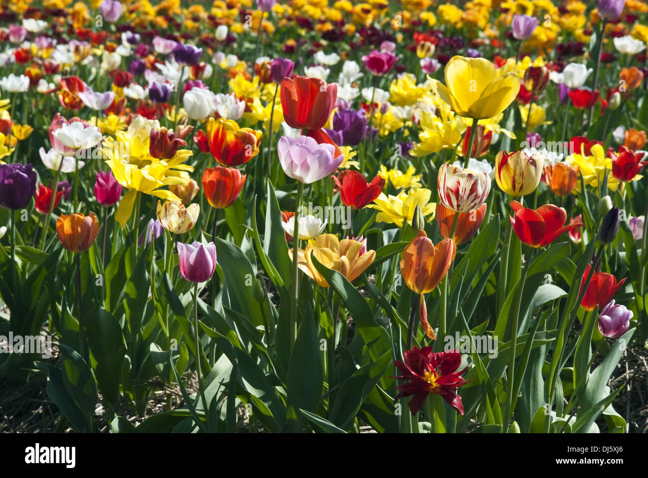 tulips Stock Photo