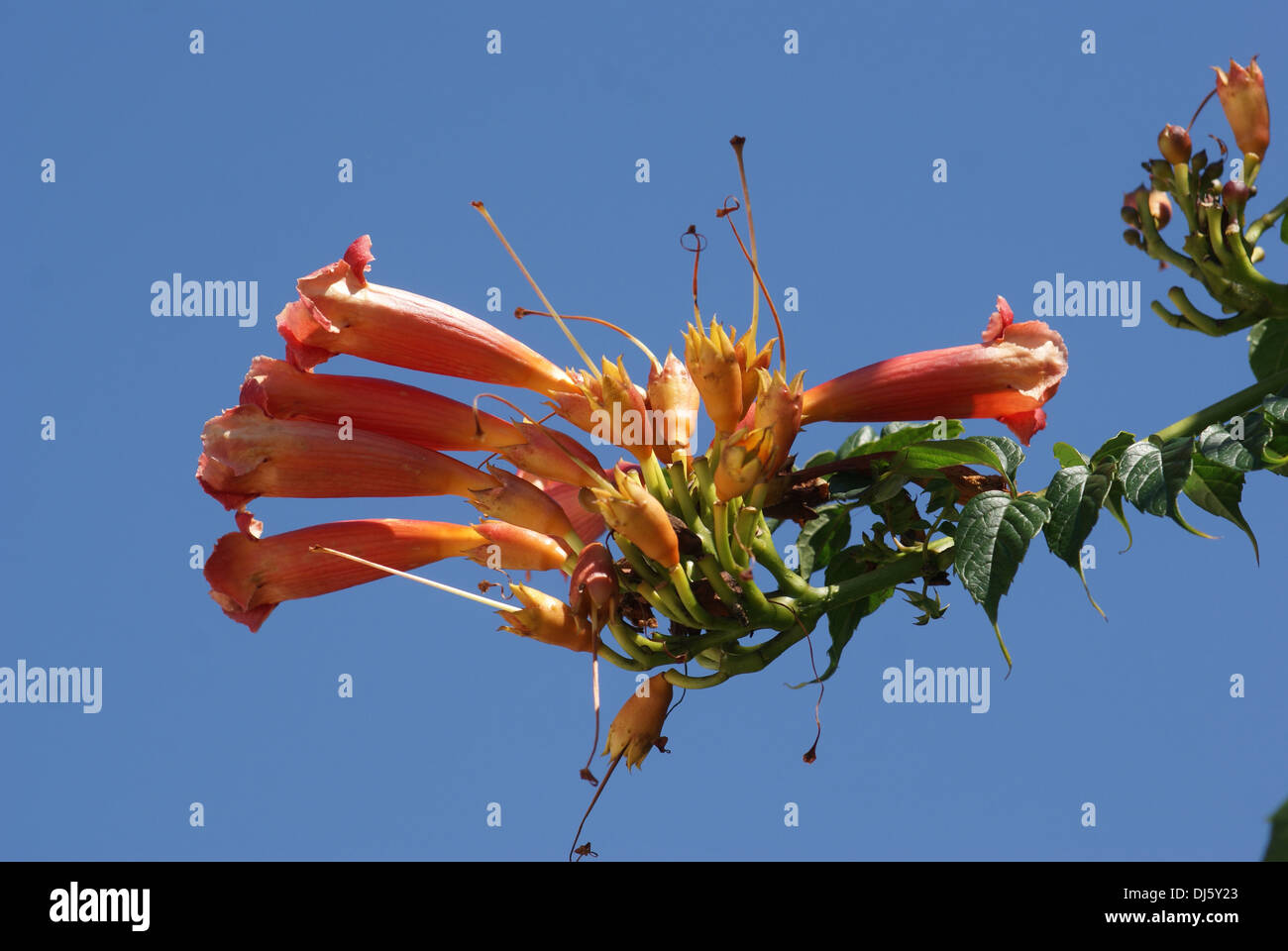 Campsis radicans, trumpet flower Stock Photo