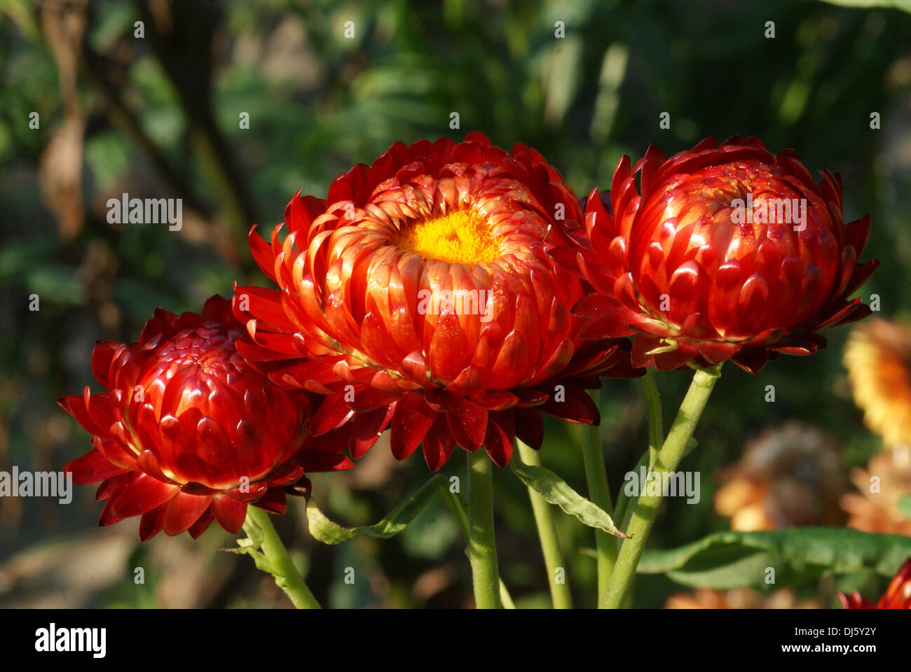 Vivid Everlasting Daisy Abstract Illustration Vivid Everlasting Daisy Abstract Illustration