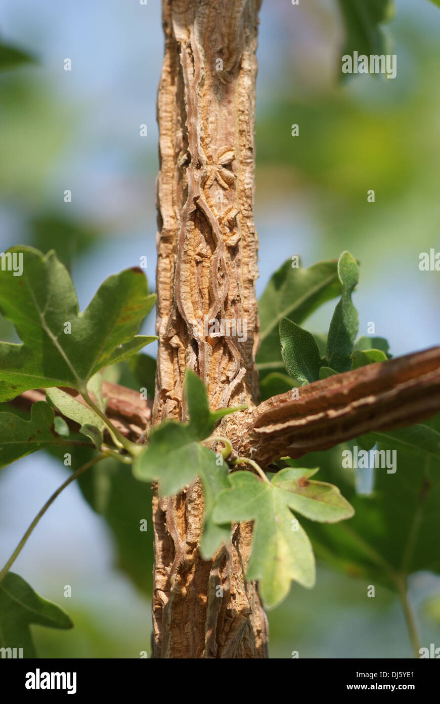 Field Maple Stock Photo