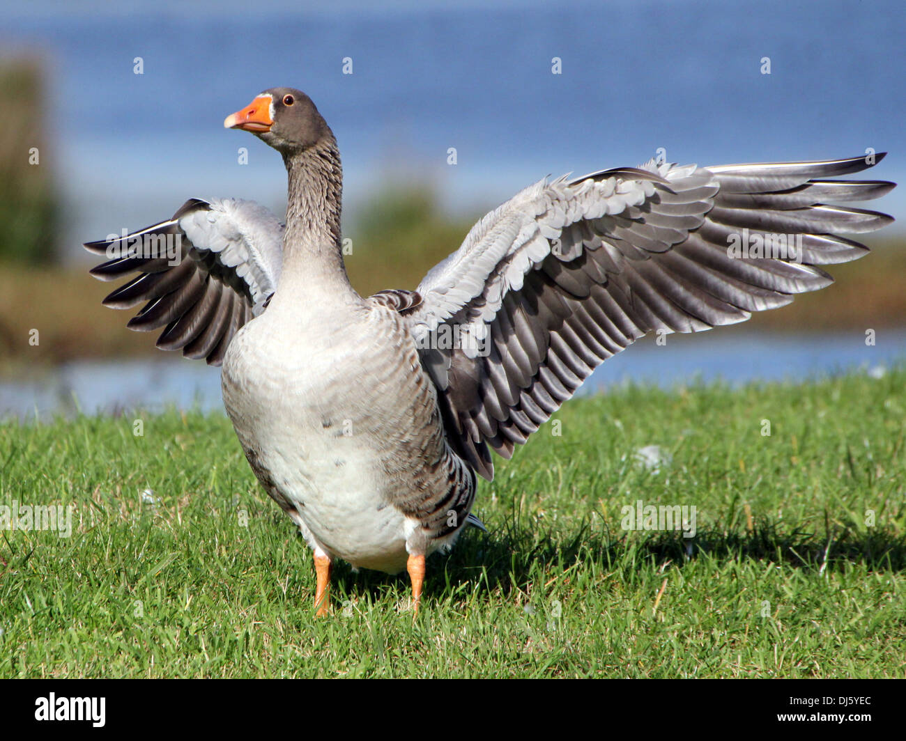 Greylag goose (Anser Anser) flapping wings Stock Photo Alamy