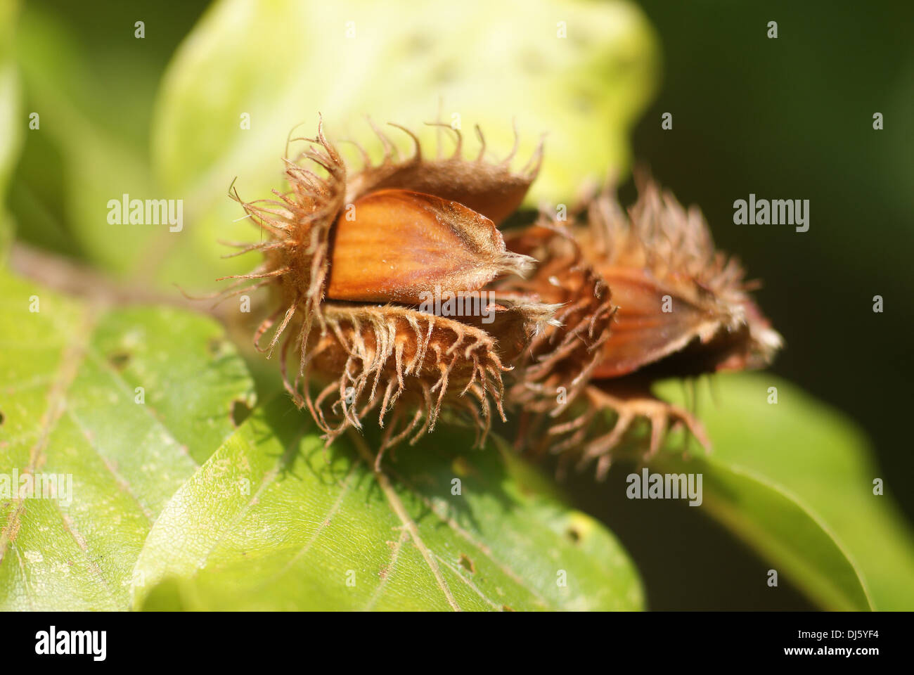 Beechnuts Stock Photo Alamy