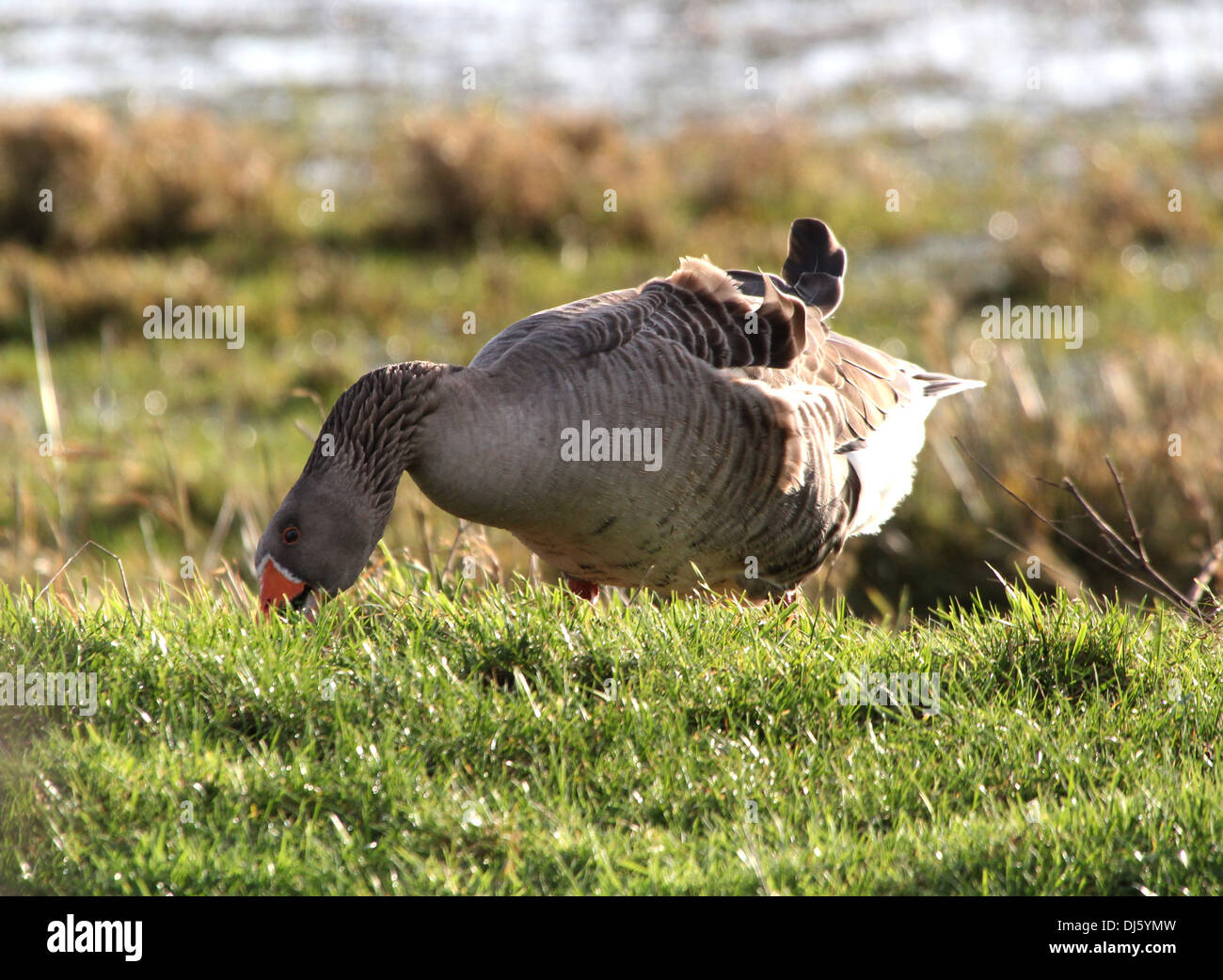 Greylag goose (Anser Anser) Stock Photo