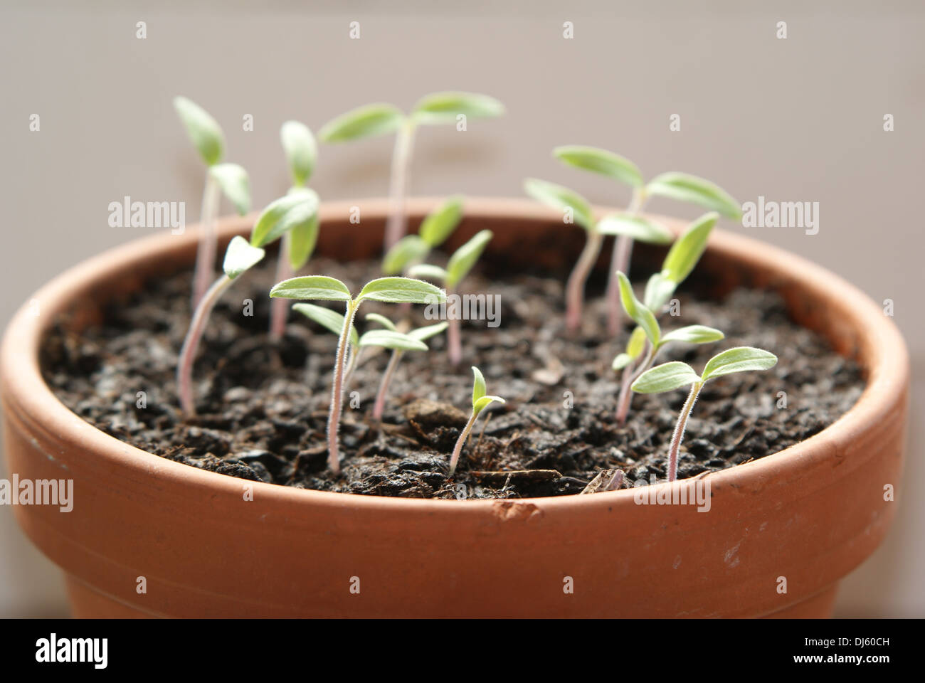 Tomatoes Stock Photo