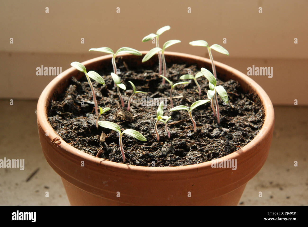 Tomatoes Stock Photo