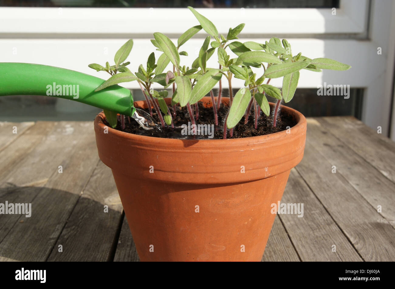 Tomatoes Stock Photo