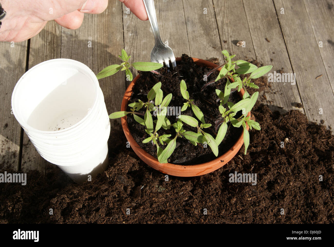 Tomatoes Stock Photo