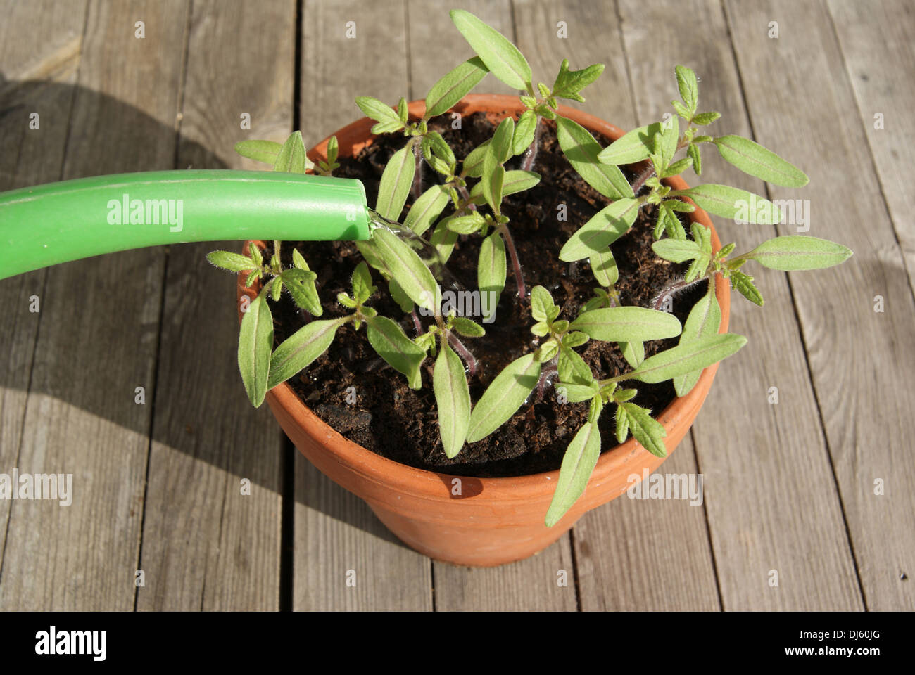 Tomatoes Stock Photo
