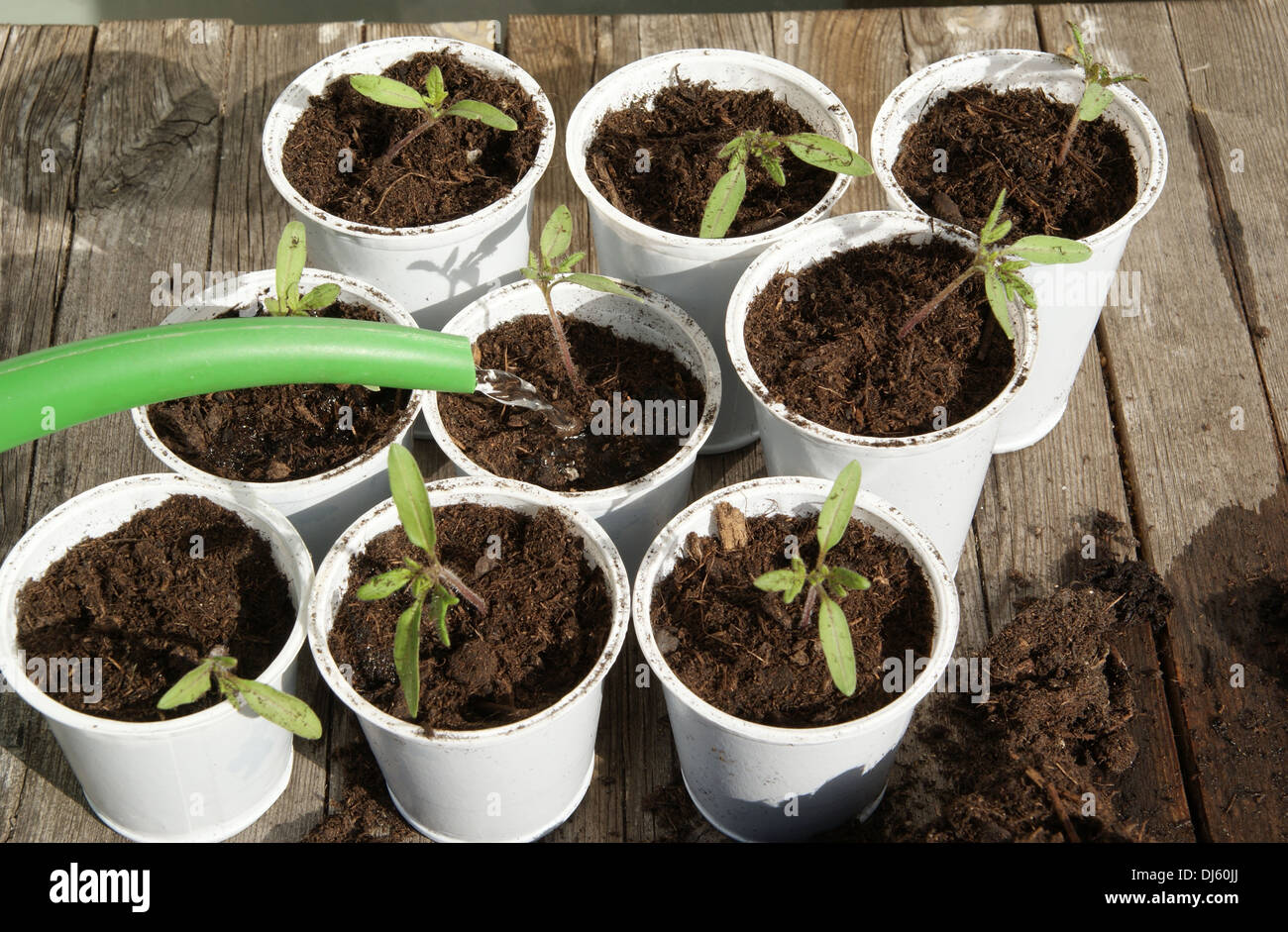 Tomatoes Stock Photo