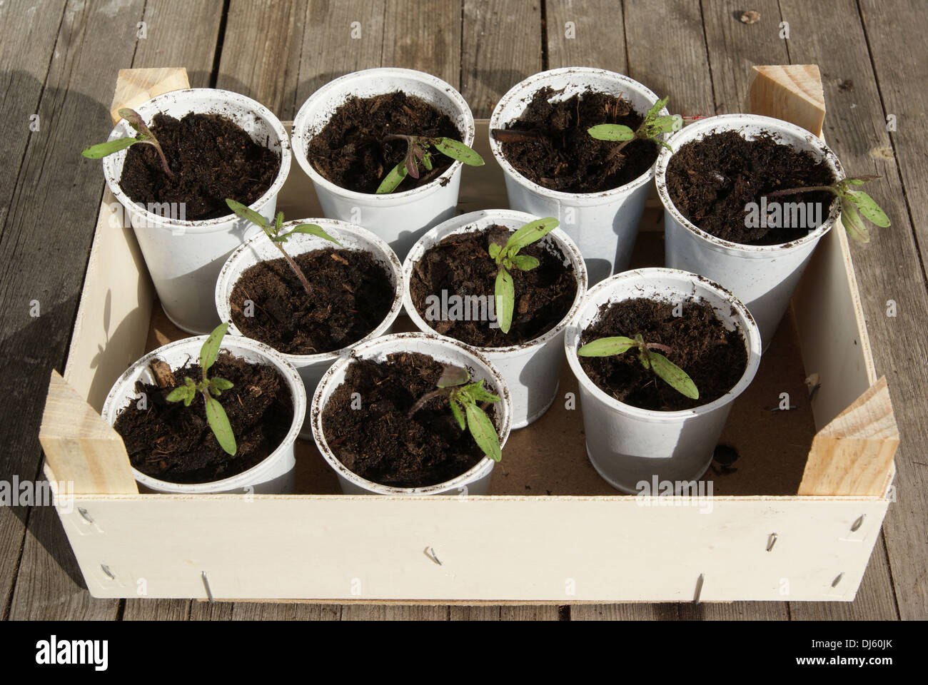 Tomatoes Stock Photo