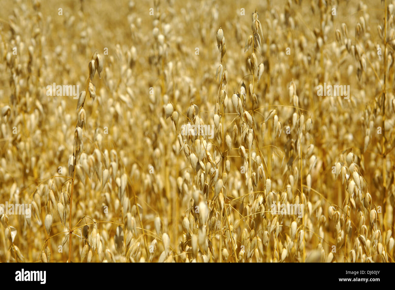 Field with ripe oats (Avena sativa) Stock Photo