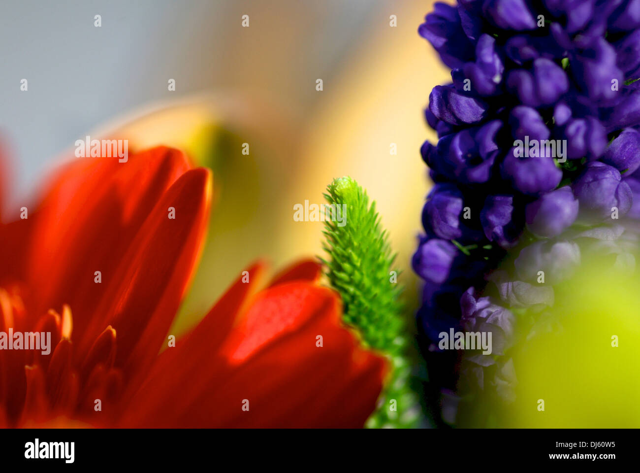 Colourful flowers hi-res stock photography and images - Alamy
