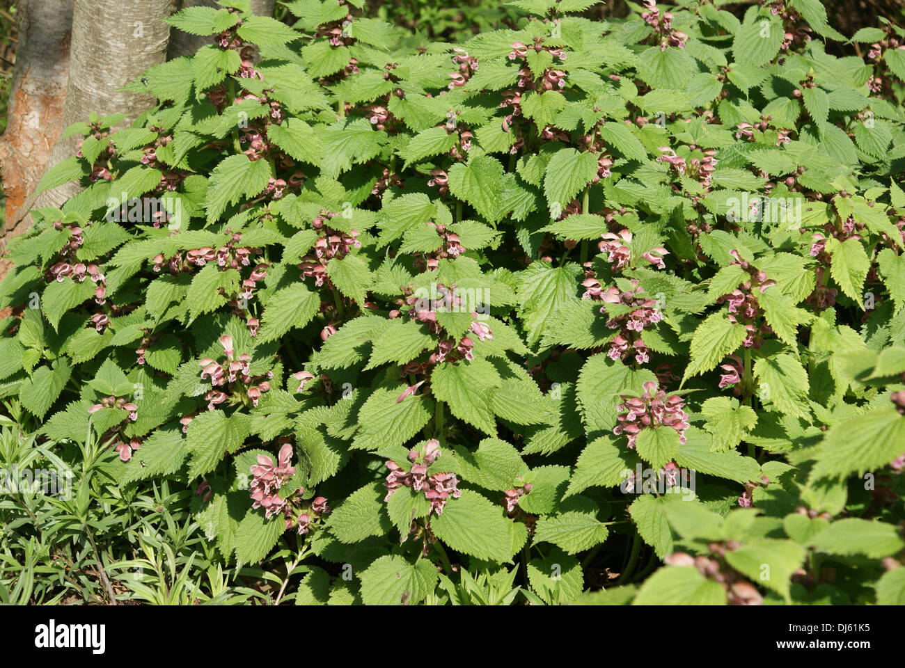 Orvala Lamium, Dead Nettle Large-flowered Stock Photo