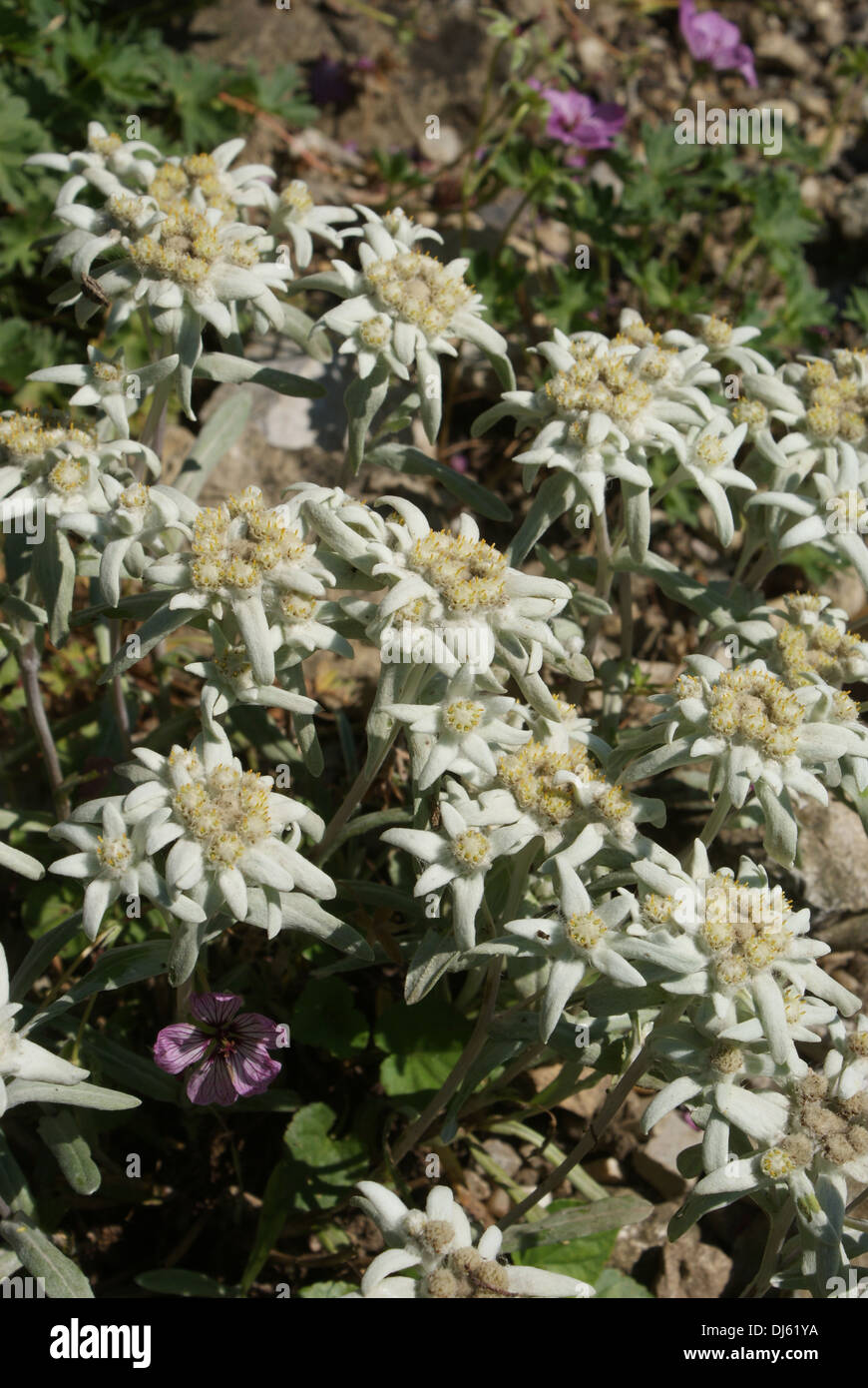 Leontopodium alpinum, Alpen-Edelweiß Stock Photo