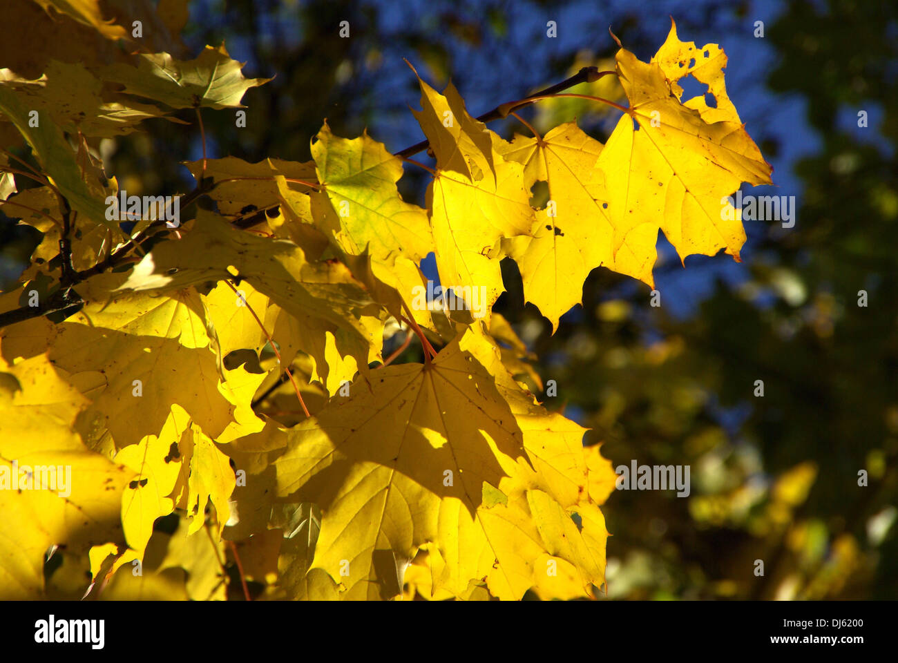 yellow autumn Stock Photo