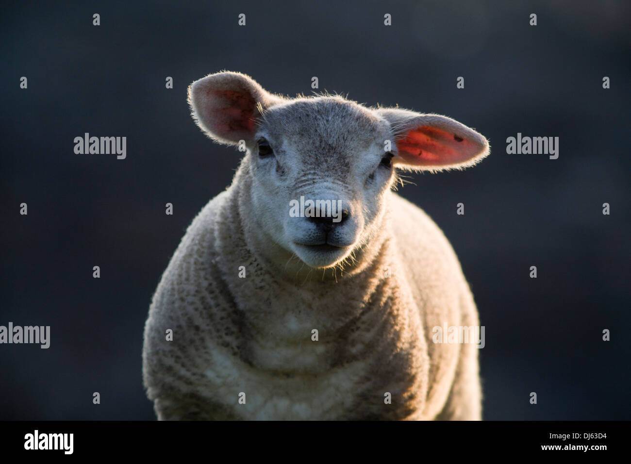 Lamb on Fair Isle, Shetland, UK Stock Photo