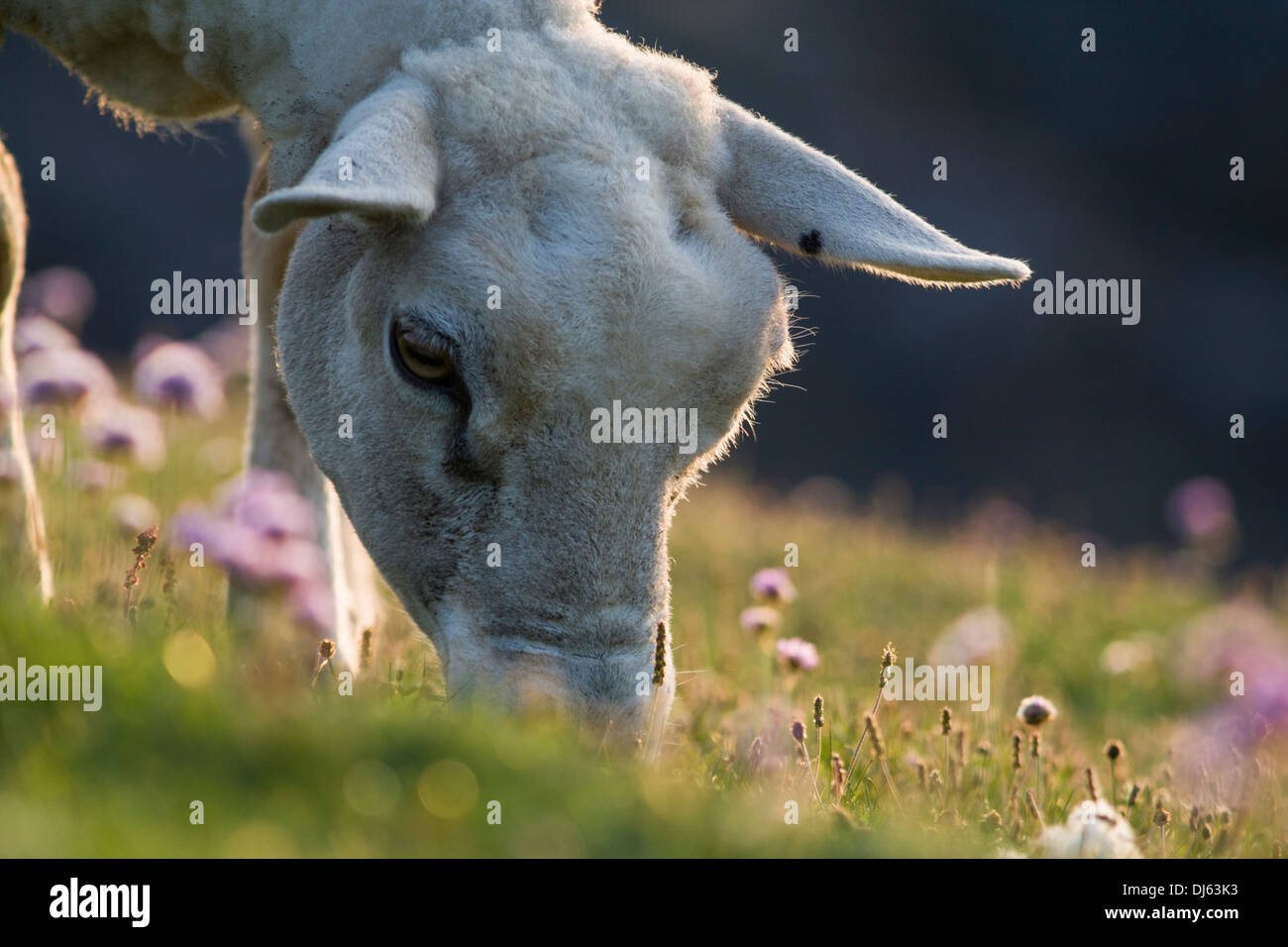 Sheep grazing, Fair Isle, Shetland, UK Stock Photo