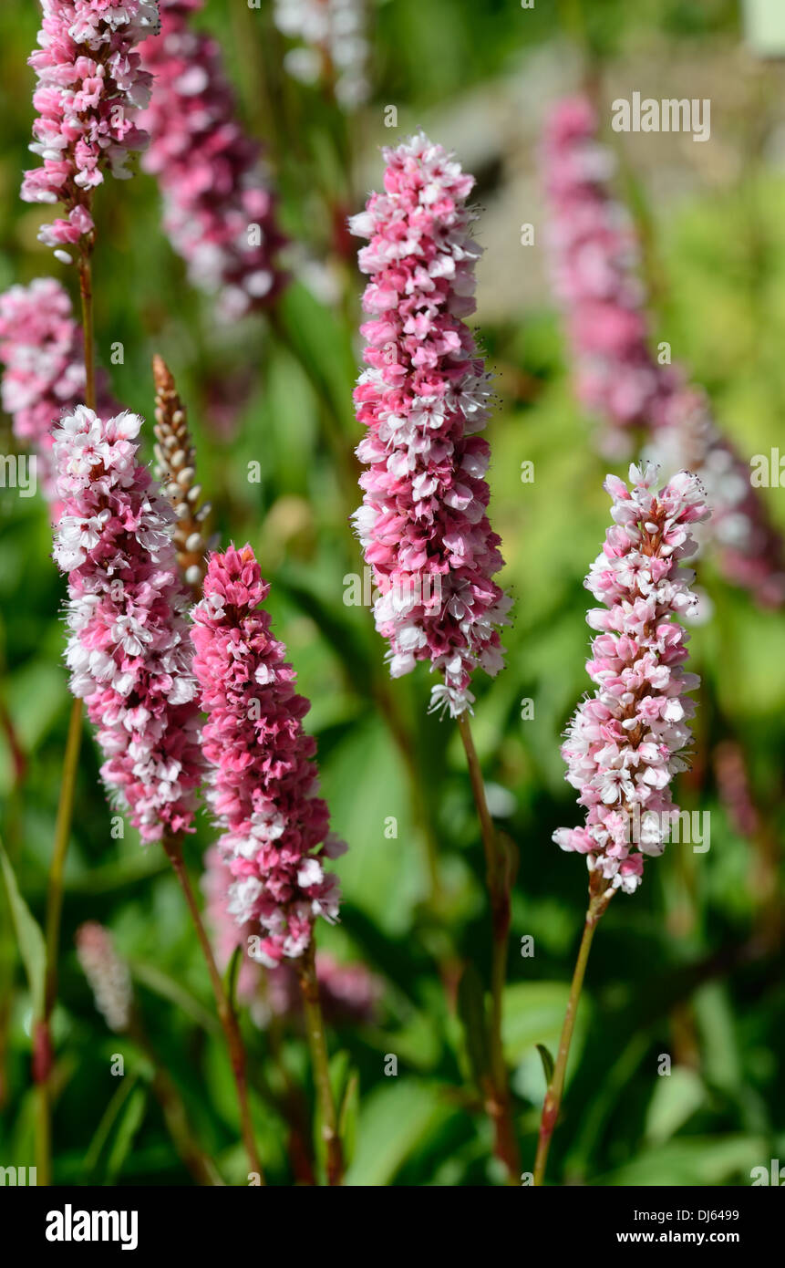 Fleece Flower or Knotweed Persicaria affinis or Polygoum affine in Lautaret Alpine Garden Hautes-Alpes France Stock Photo