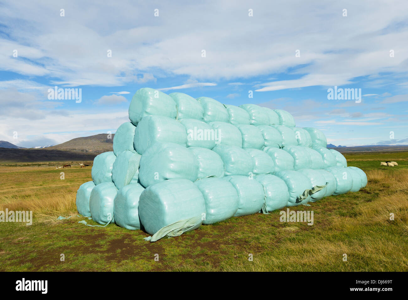 Dry Grass Being Protected From Weather; Laugarvatn, Arnessysla, Iceland Stock Photo