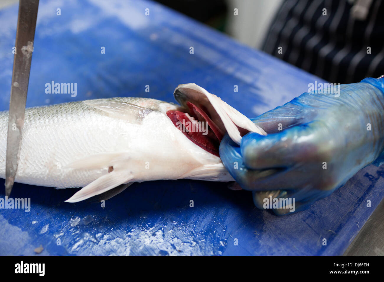 Fish gills hi-res stock photography and images - Alamy