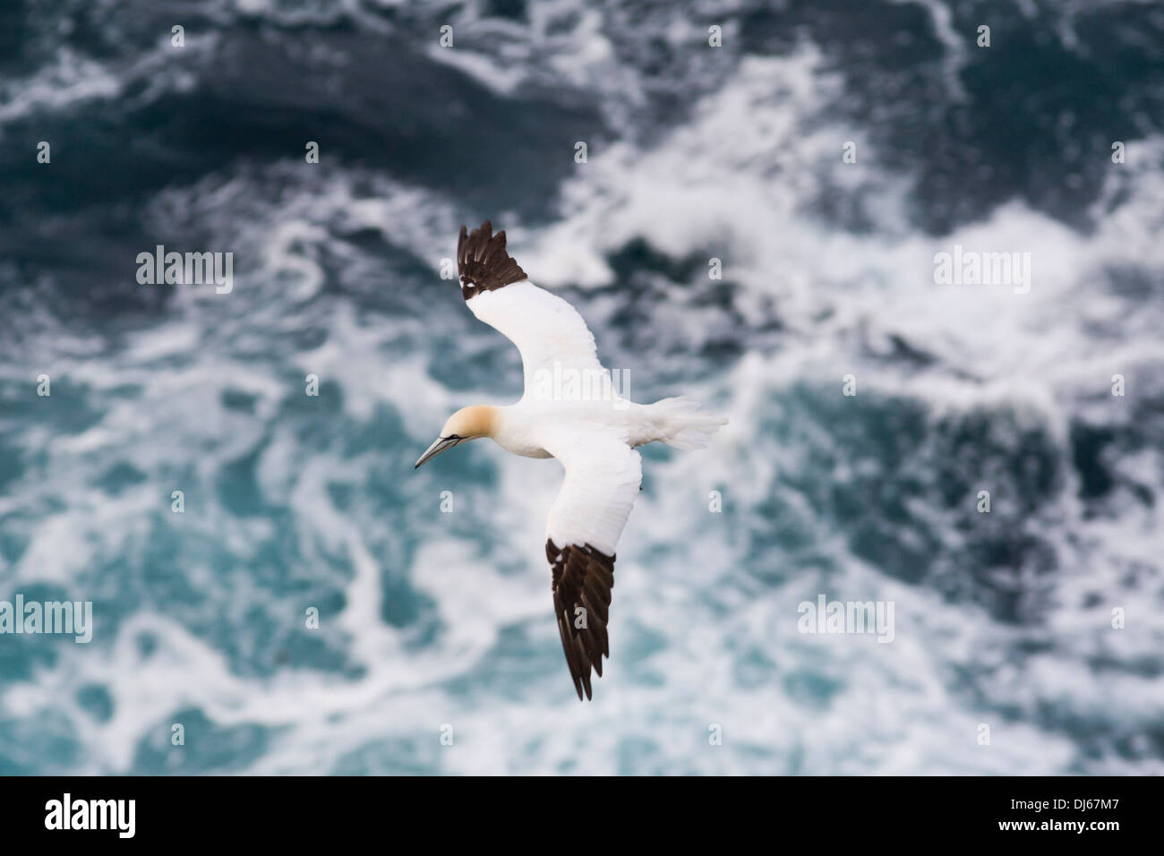 Northern gannet Morus bassanus in flight, Fair Isle, Shetland Stock Photo