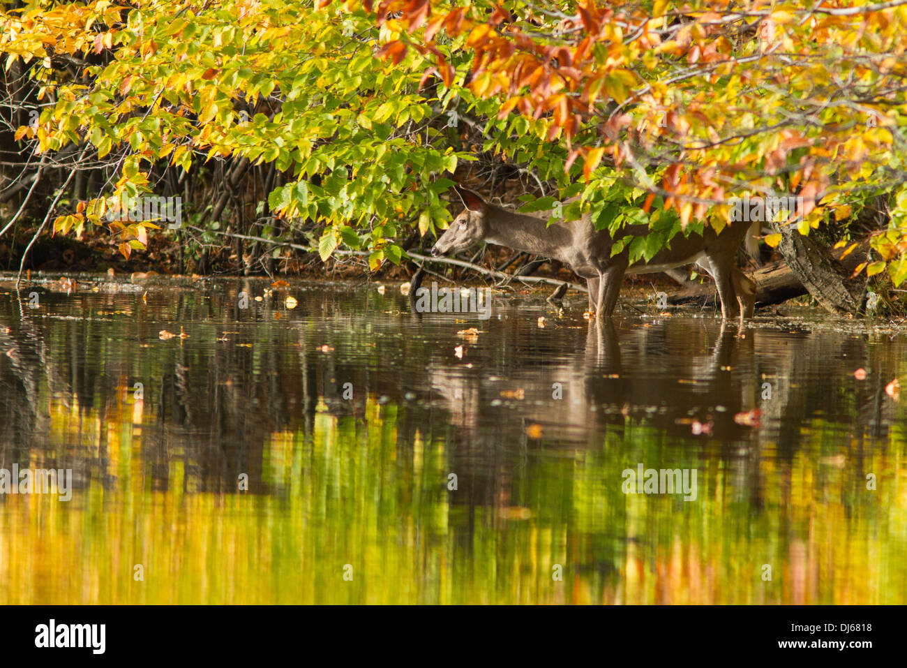 An early morning doe-Whitetail deer (Odocoileus virginianus) reflected in the autumn lake Stock Photo