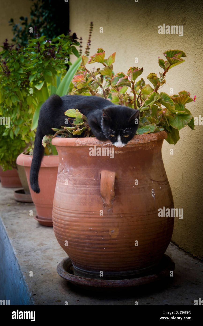 Cat sat in a plant pot in the cooling shade. Stock Photo