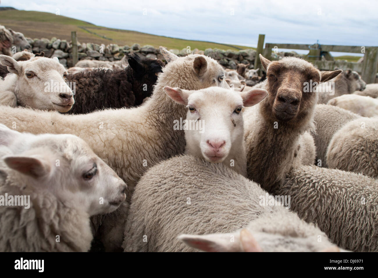 Sheep in a holding pen on Fair Isle Stock Photo
