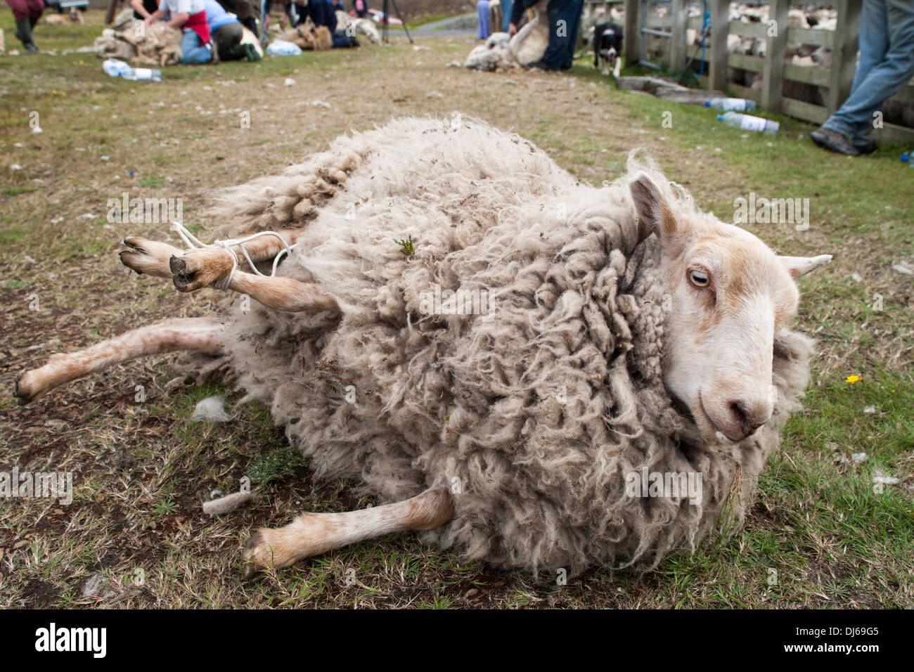 Sheep with legs bound for shearing, Fair Isle, Shetland, UK Stock Photo