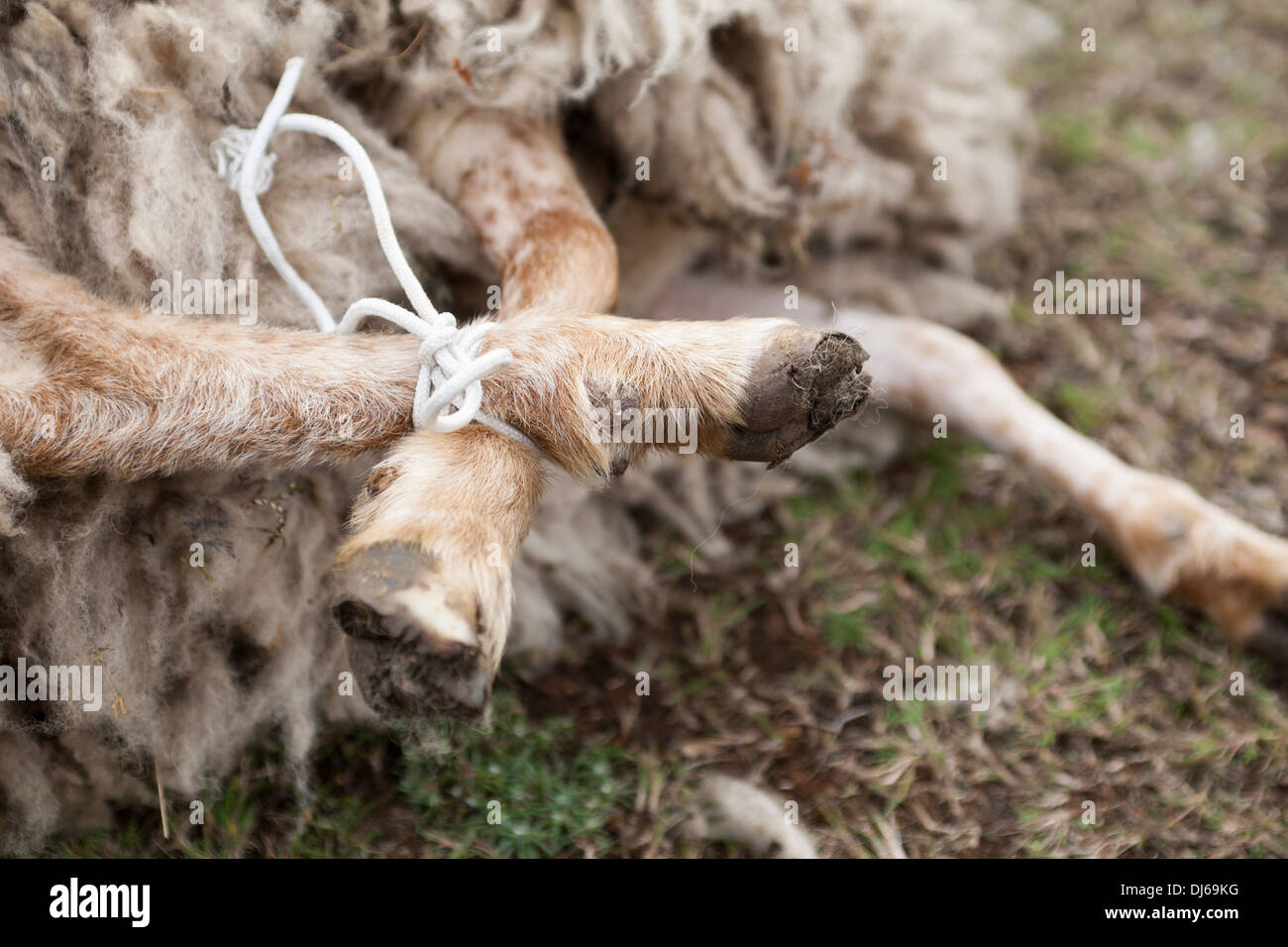 Sheep legs bound to control it for shearing, Fair Isle, Shetland Stock Photo Alamy