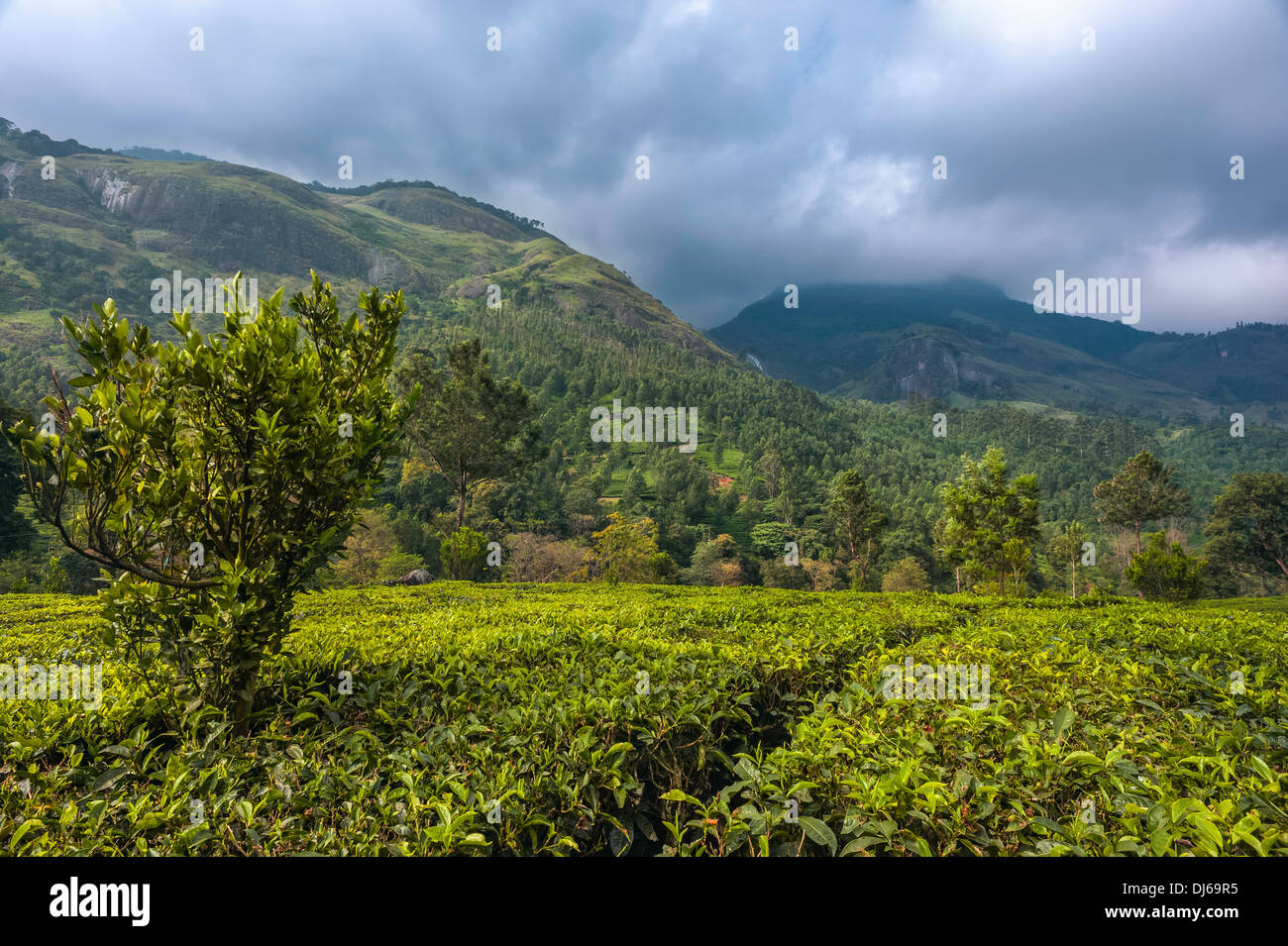 Tea plantation with the Kannan Devan Hills as backdrop in Munnar, Kerala, India. This shot was taken at dawn. Stock Photo