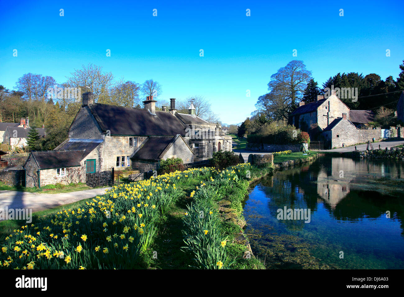 Spring Daffodils by the village green and pond at Tissington village, Peak District National Park, Derbyshire, England, UK. Stock Photo