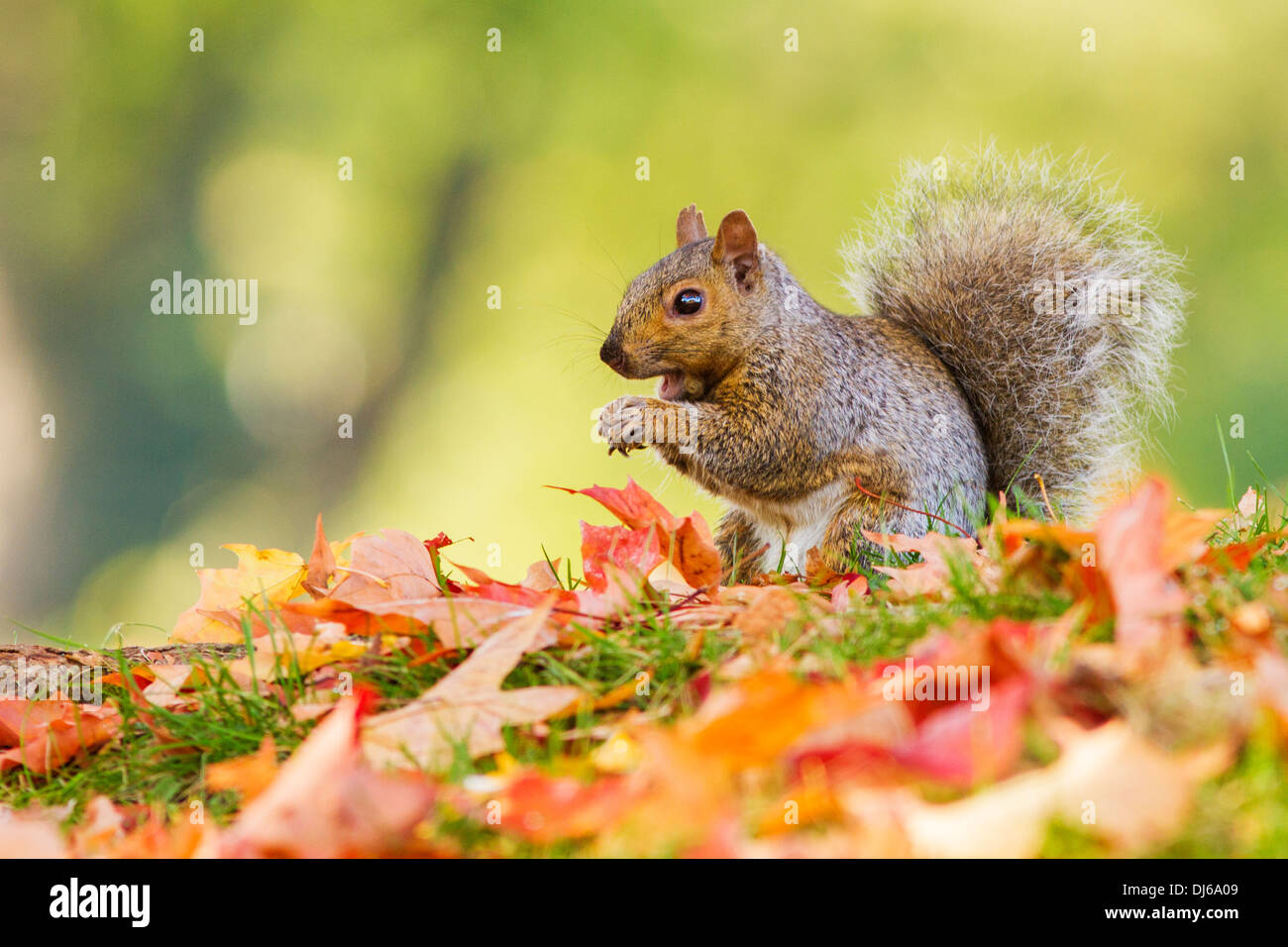 Gray squirrel (Sciurus carolinensis) in autumn Stock Photo Alamy
