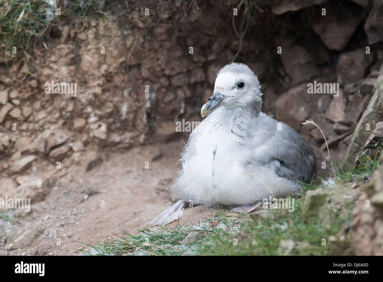 Fulmar (Fulmarus glacialis) chick sitting at nest Stock Photo