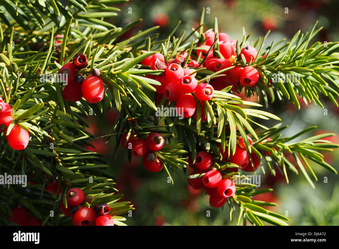 Yew branch with berries Stock Photo