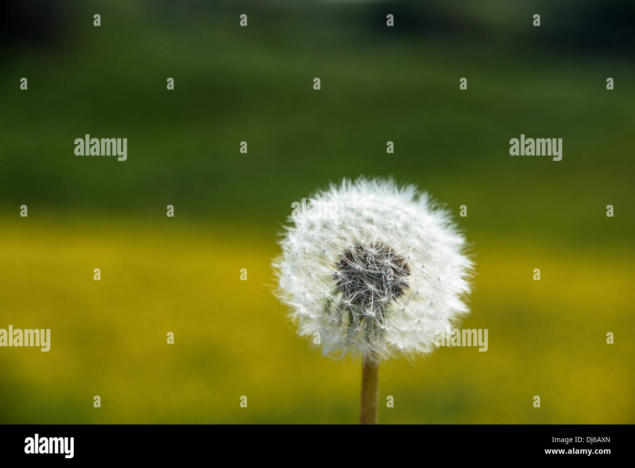 Dandelion seed hi-res stock photography and images - Alamy
