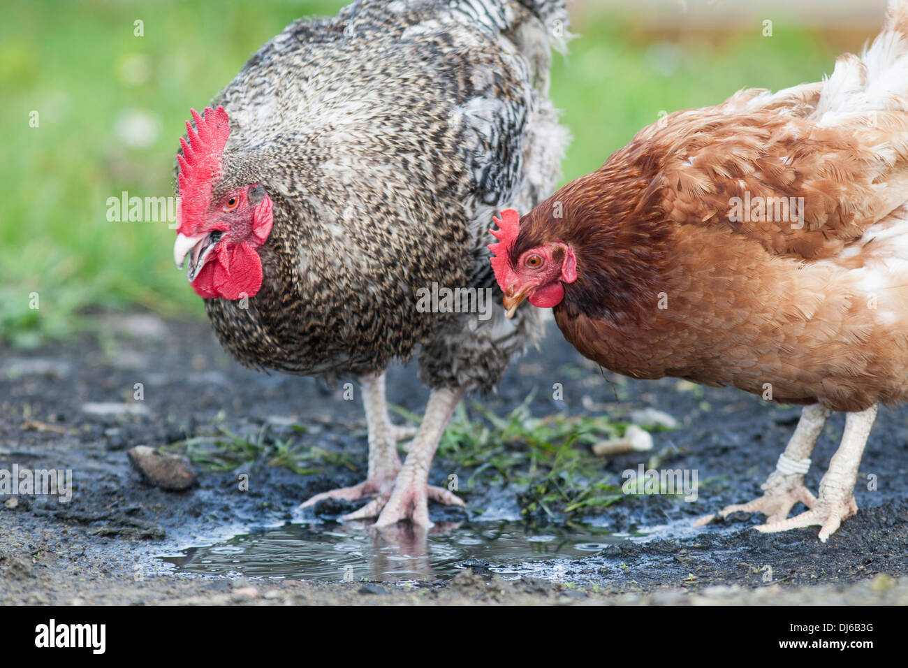 Free range organic chickens (rooster and a hen) at a puddle, Fair Isle, UK Stock Photo