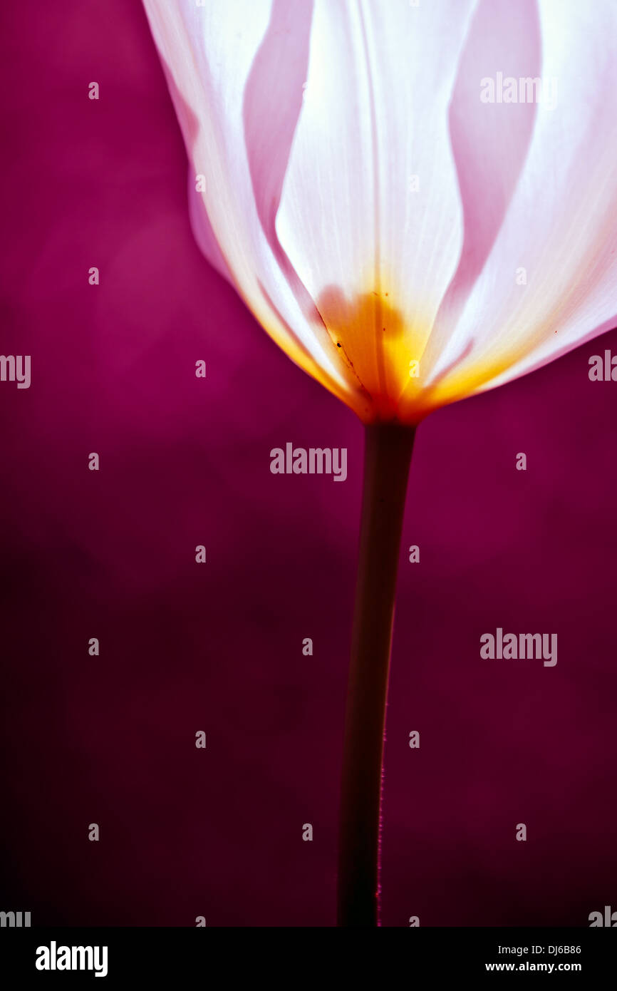 Curled Flower Branch High Resolution Stock Photography and Images - Alamy