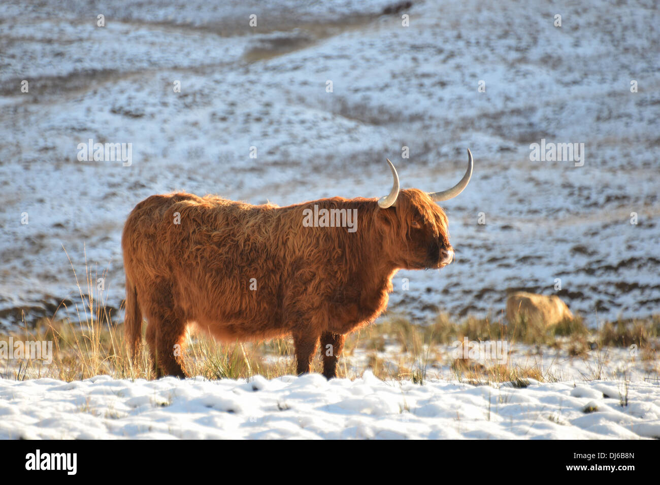 Highland cow standing in a winter landscape. Stock Photo