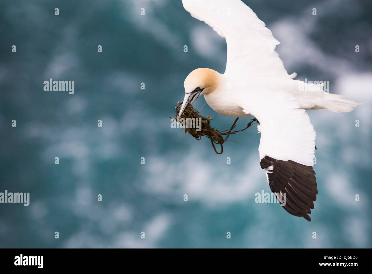 Northern gannet Morus bassanus with nesting material in flight, Fair Isle, Shetland Stock Photo