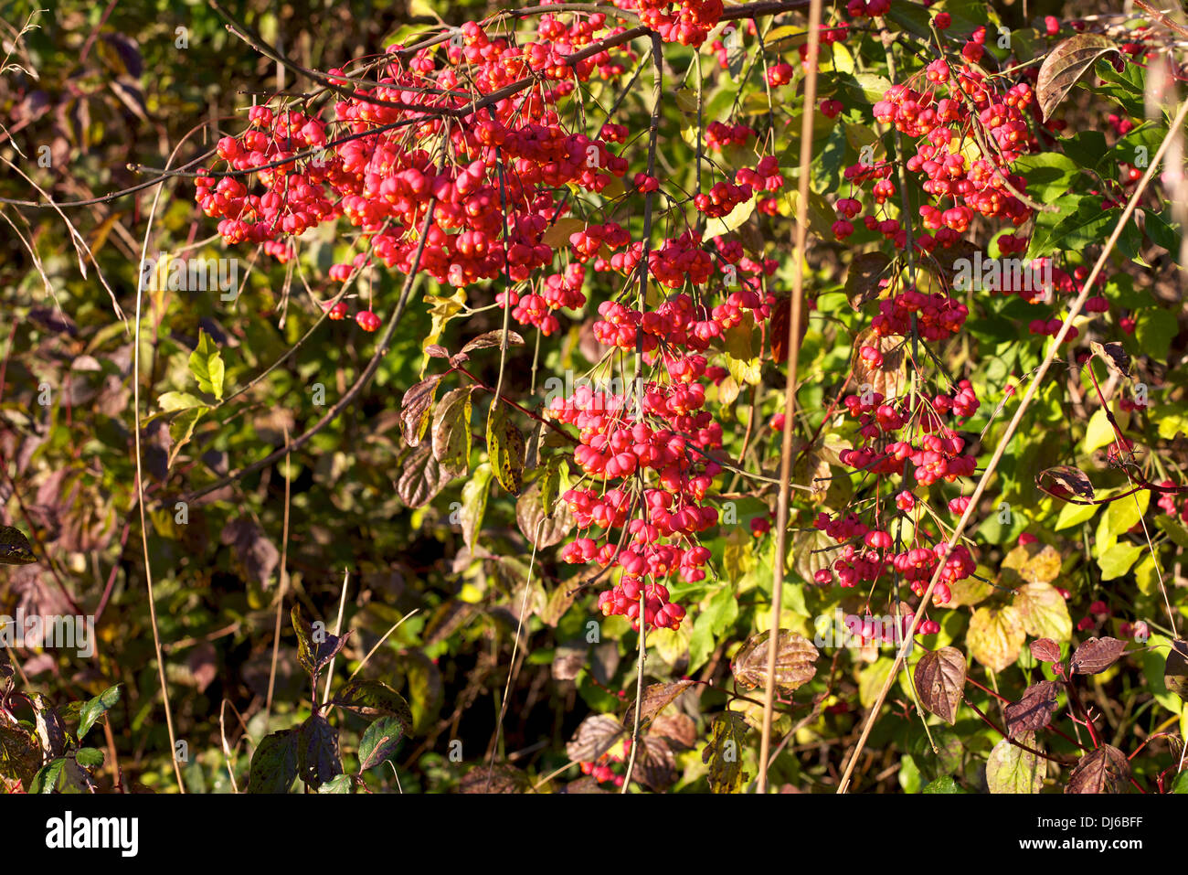 Hedge fund spindle berries growing hires stock photography and images