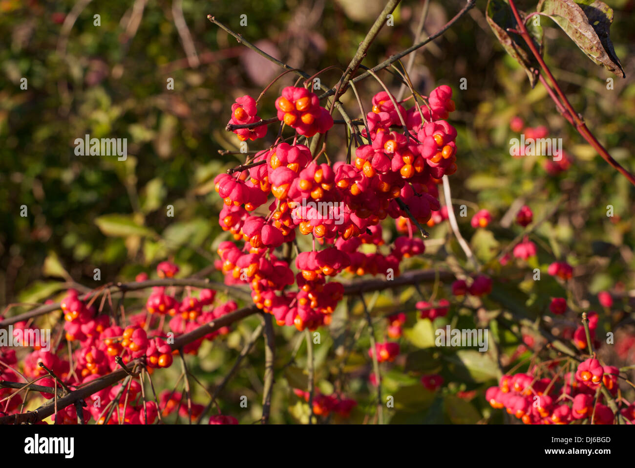 A Hedge Fund Spindle Berries growing wild in the sunlight in a