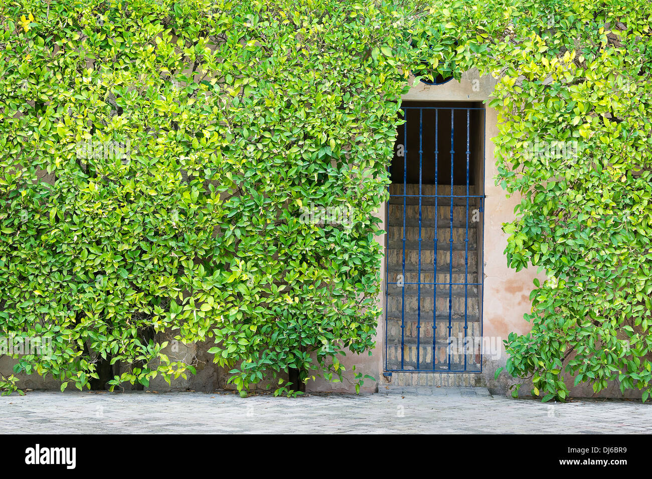 Iron grilled gateway to steps surrounded by large shrub. Stock Photo