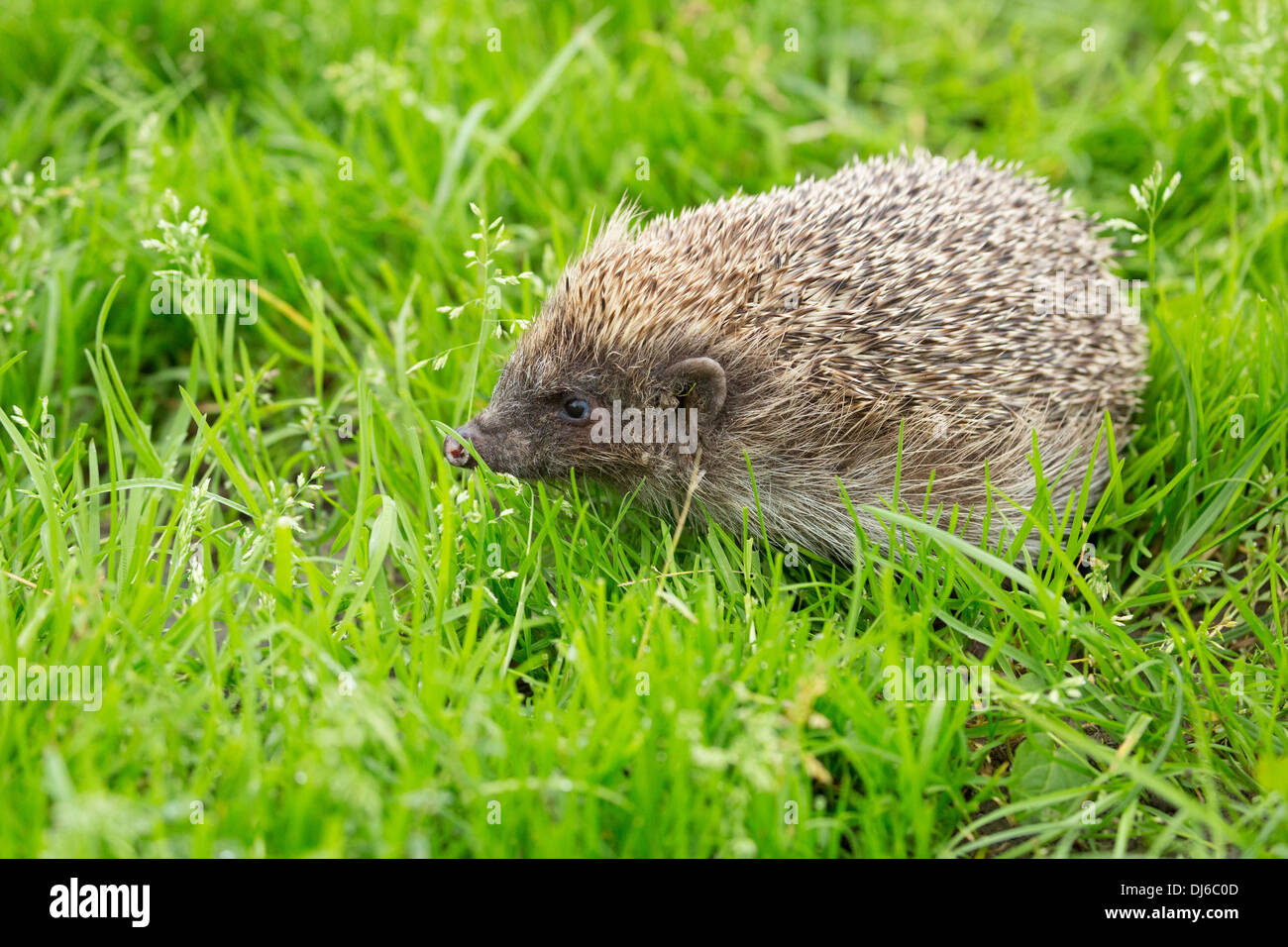 European hedgehog, Erinaceus europaeus Stock Photo