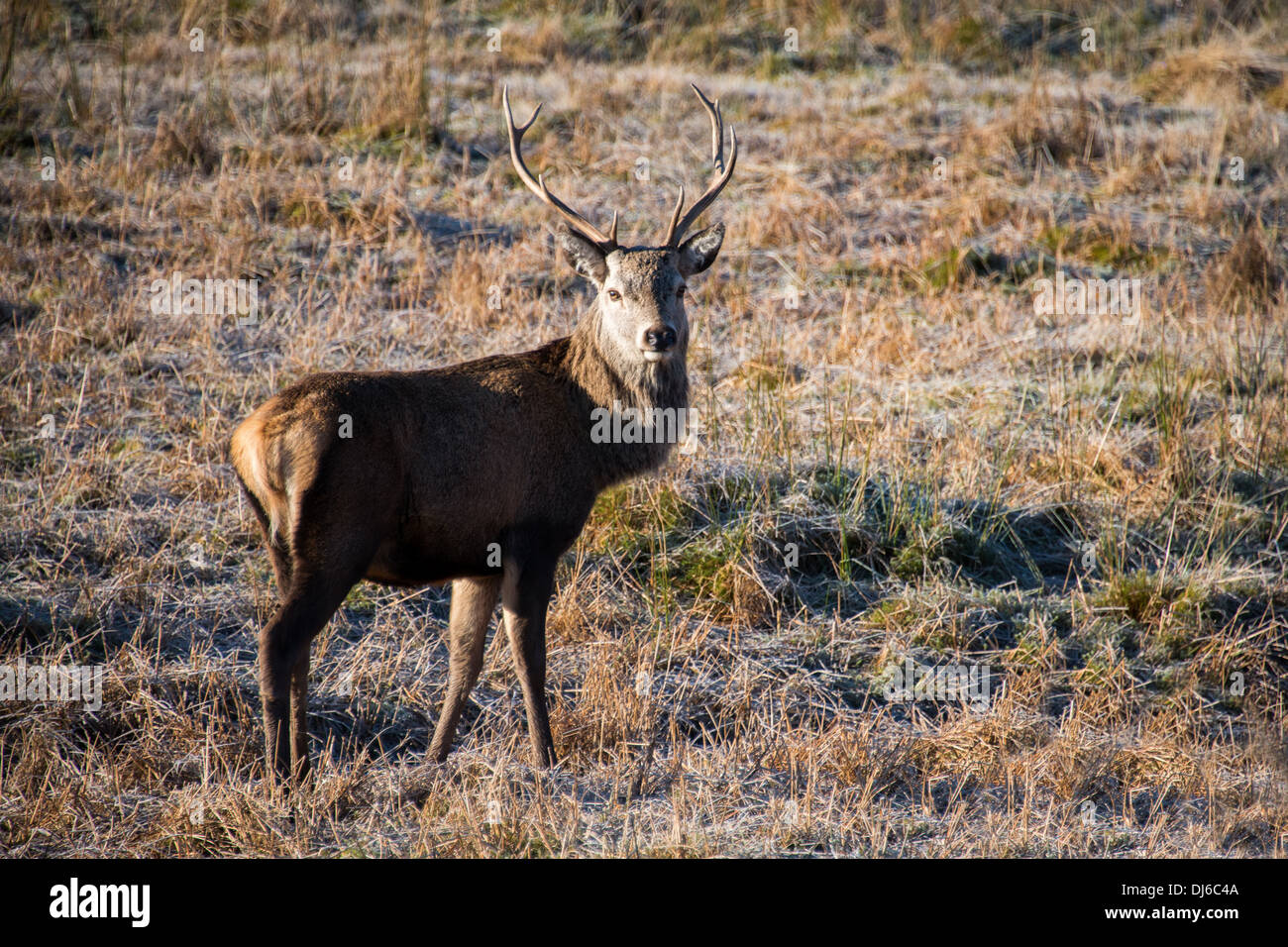 Scottish red deer stag in early morning light Stock Photo