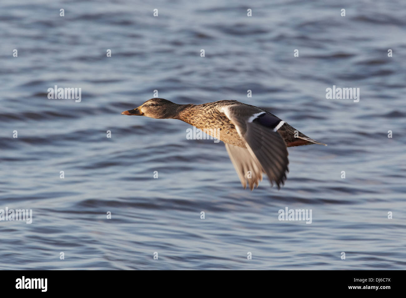 Female mallard (Anas platyrhynchos) flying over lake Stock Photo