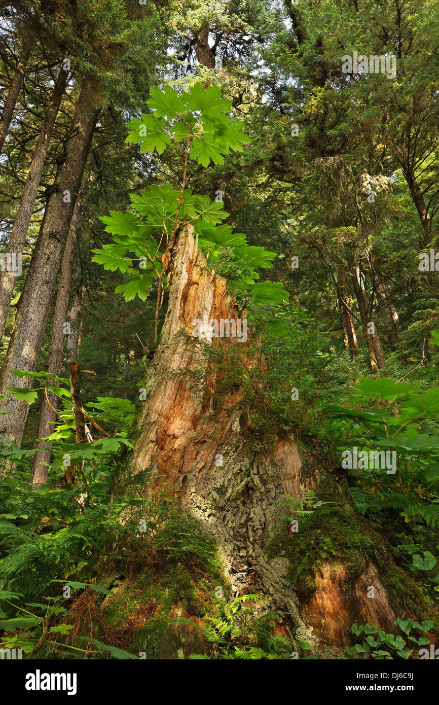 Forest Foliage Growing Out Of A Stump In The Tongass National Forest, With A Canopy Of Sitka Spruce And Western Hemlock Stock Photo